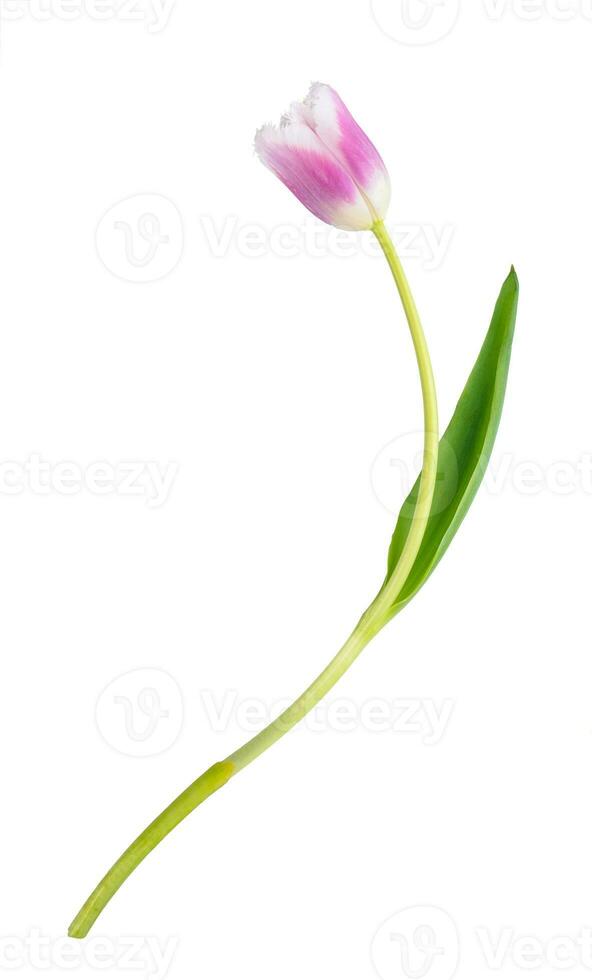 Single tulip flower isolated on white background photo