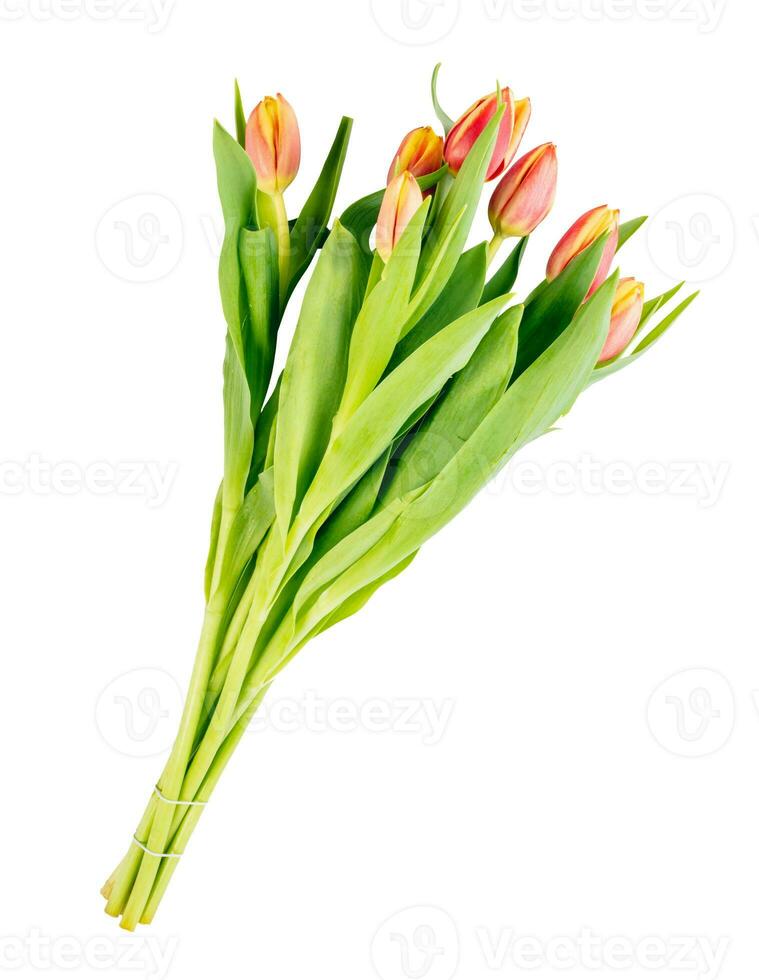 Tulip flower bouquet isolated on white background photo