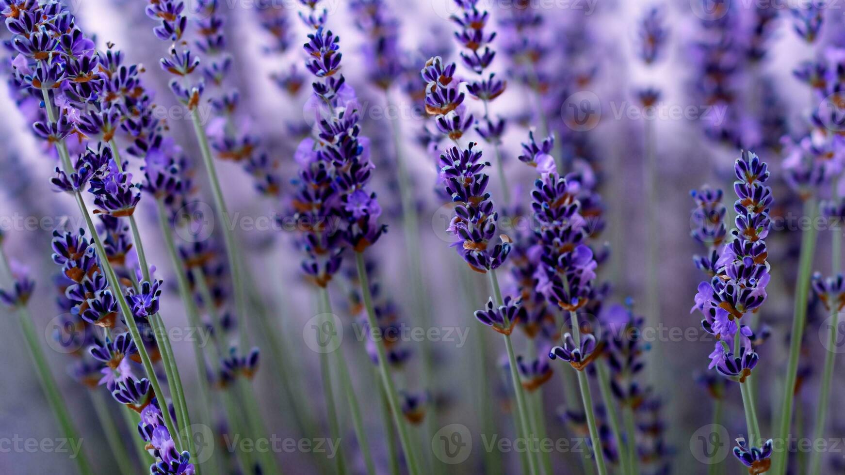 High Detail, Close-up of lavender flowers, isolated on black photo