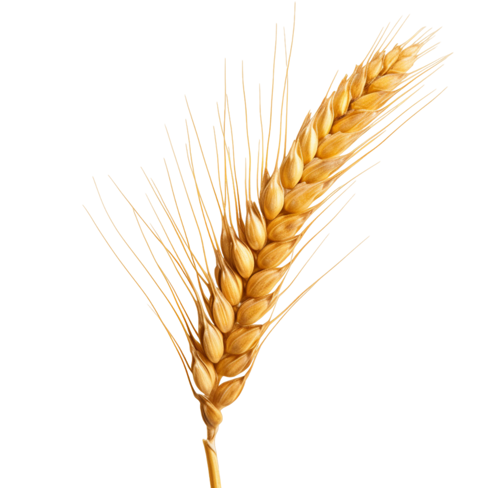 un orecchio di Grano ai generativo png