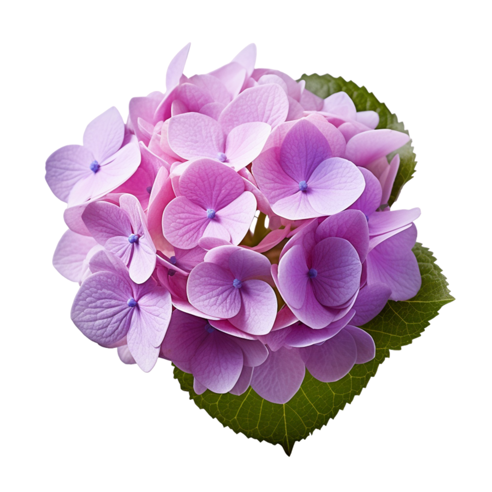 Hydrangea field hydrangea flower Ai Generative png