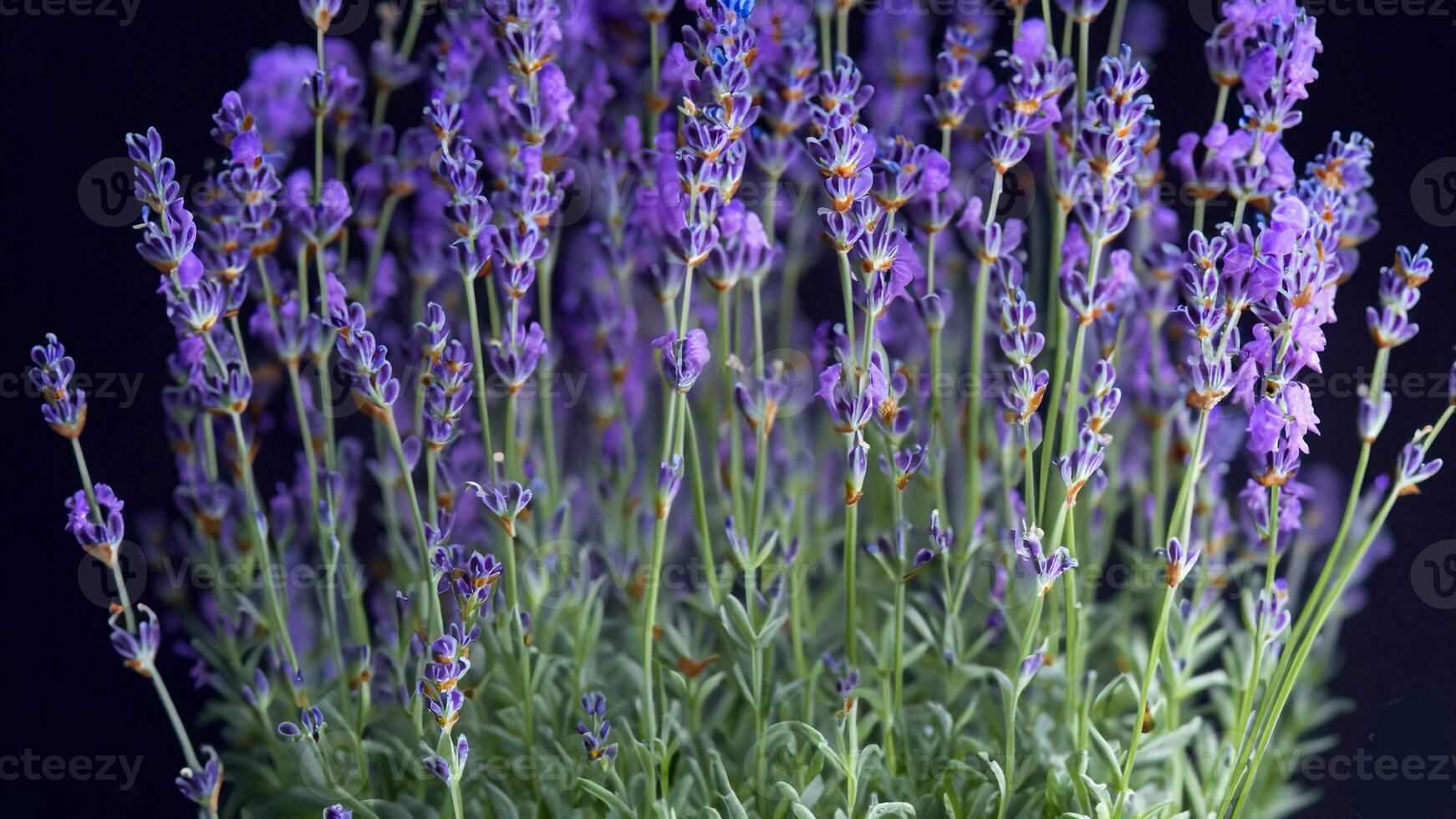 alto detalle, de cerca de lavanda flores, aislado en negro foto