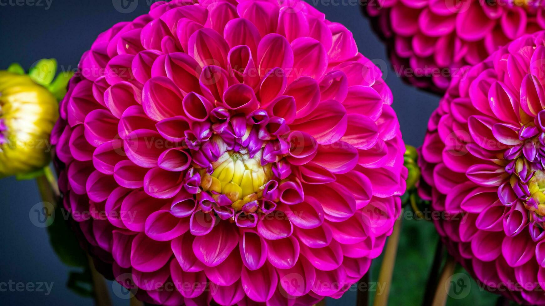 alto detalle, de cerca de dalia flores, aislado en negro foto