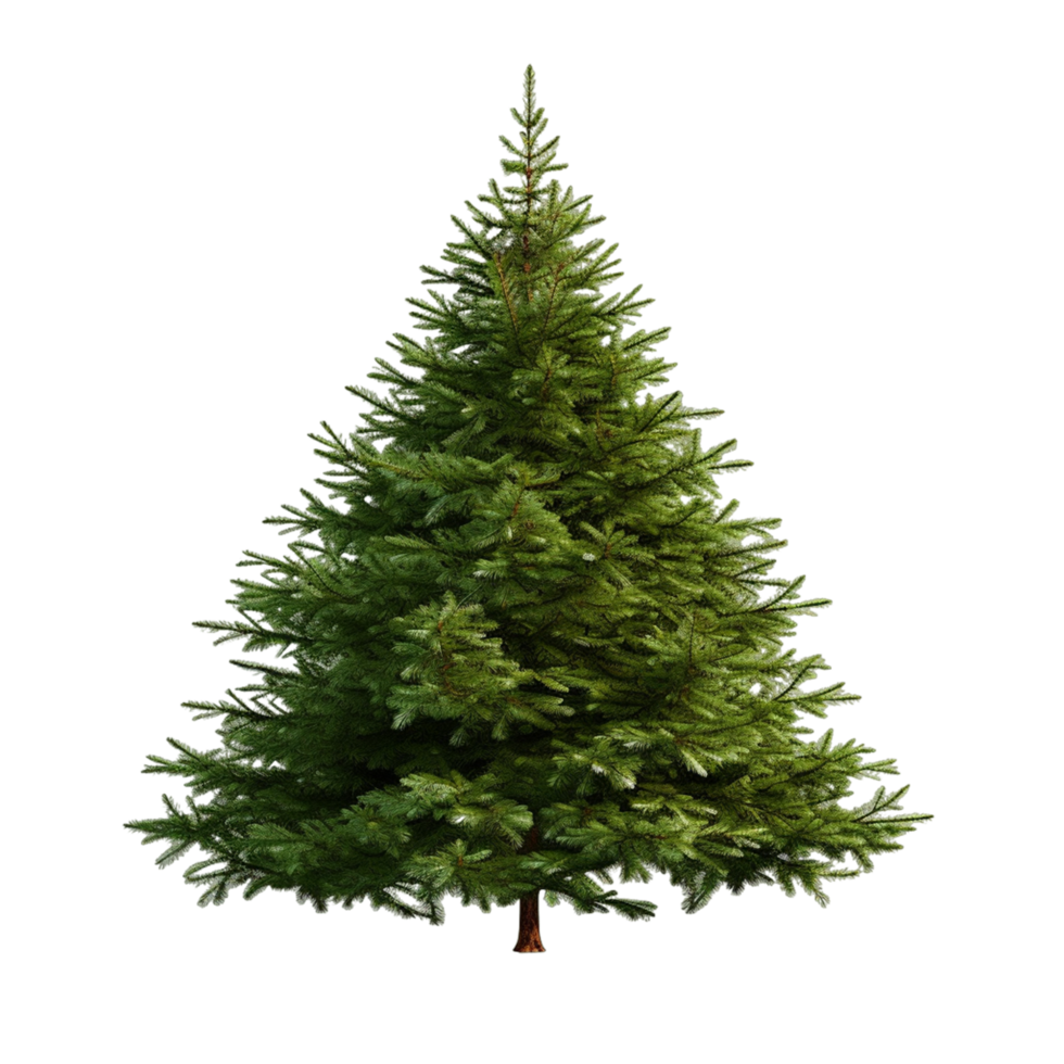 Pine Fir General Sherman Tree Ai Generative png