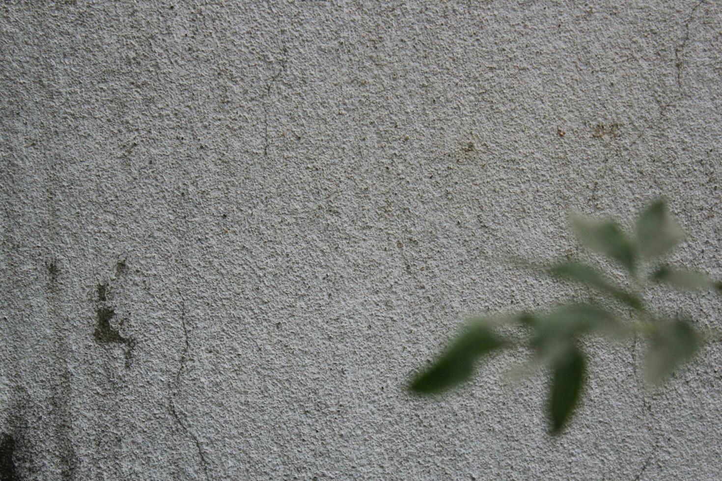 Blank cement wall surface with blurred green leaves, sand cement wall background with green leaf photo