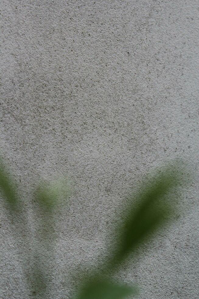 Blank cement wall surface with blurred green leaves, sand cement wall background with green leaf photo