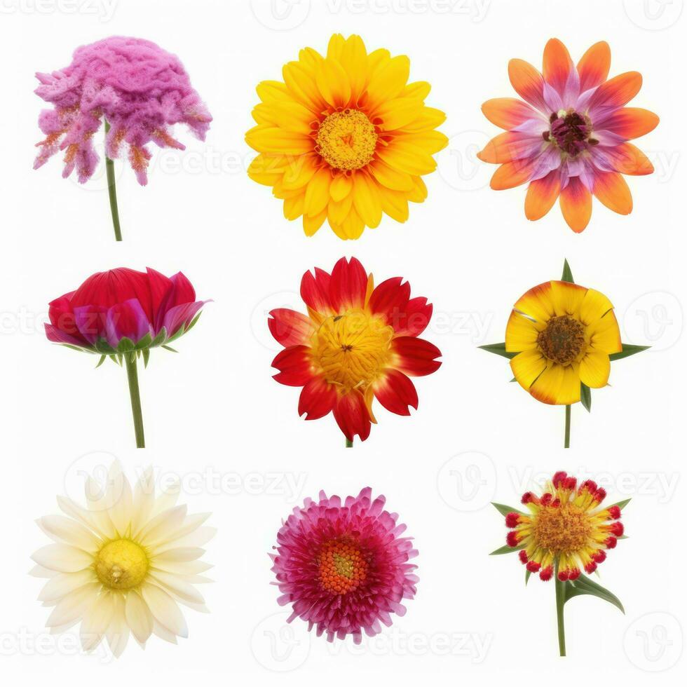 Spring and summer flowers close-up floral collection view from above isolated on white background. Generative AI photo