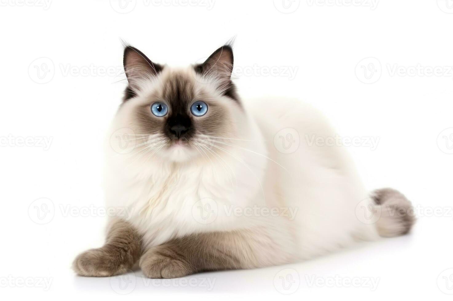 Cat isolated on white background with copy-space. Generative AI photo