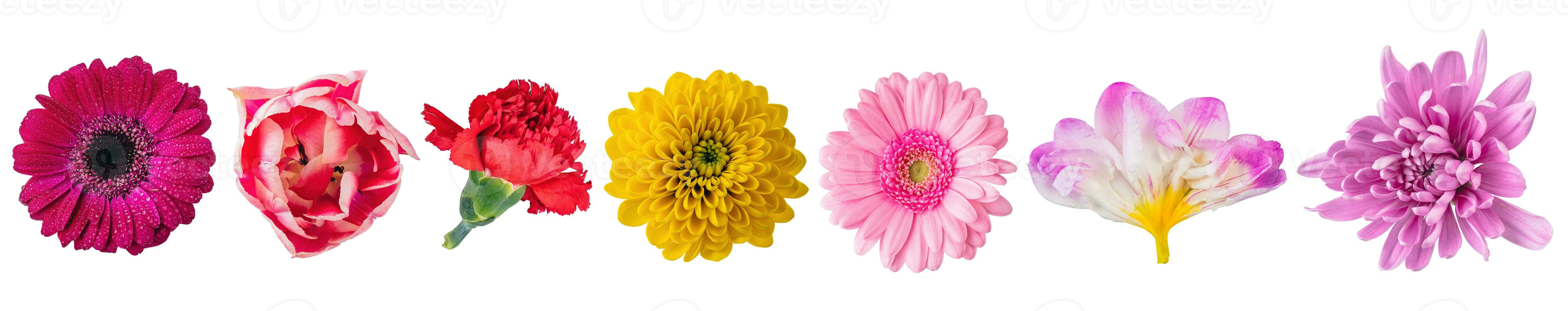 Flowers close-up collection view from above, set isolated on transparent white background photo