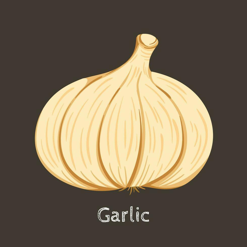 Raw whole garlic plant cooking ingredients vector illustration isolated on square dark brown colored background. Simple flat cartoon art styled drawing. Cooking or restaurant themed drawing.