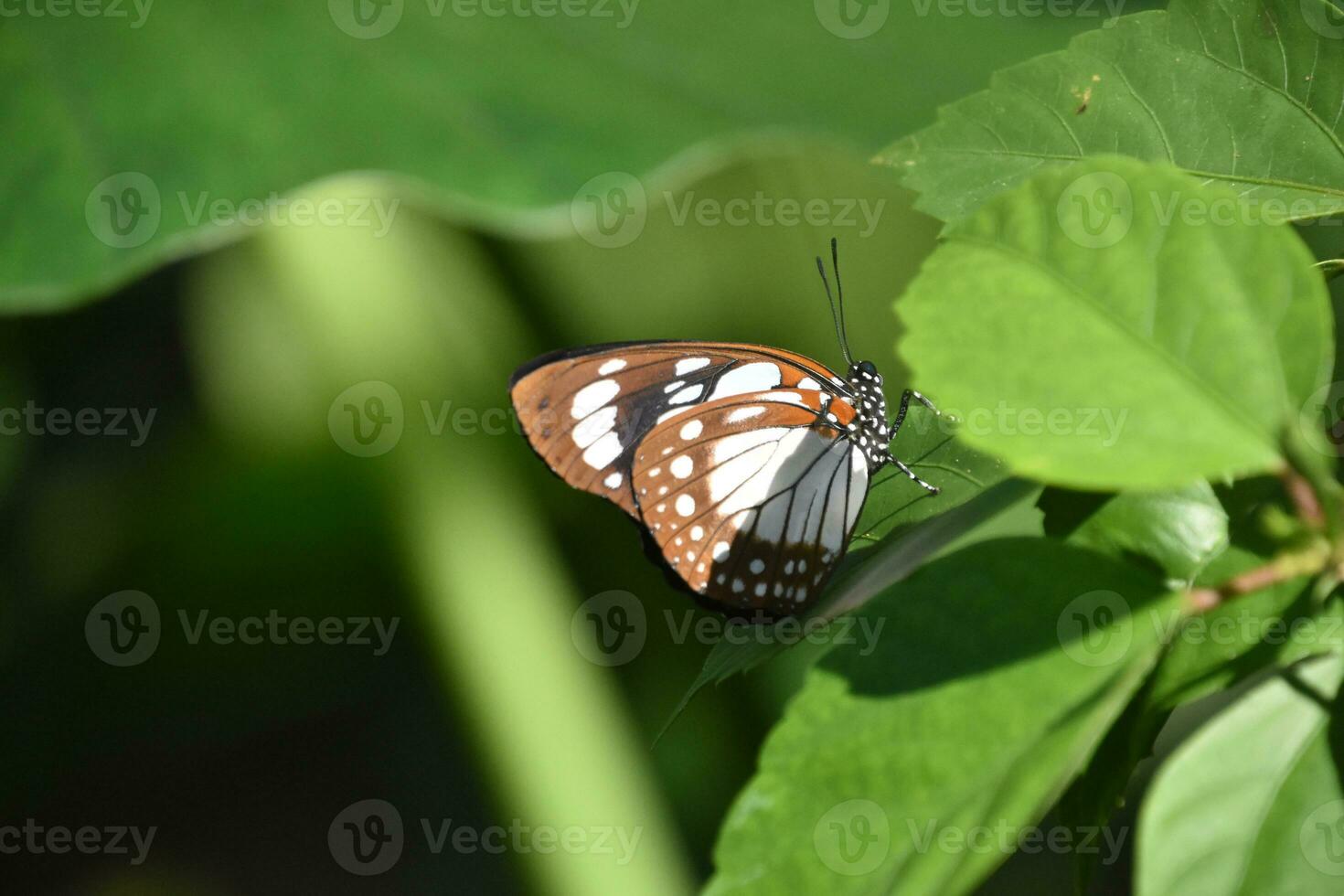 Brown and White Spotted Butterfly on a Leaf photo