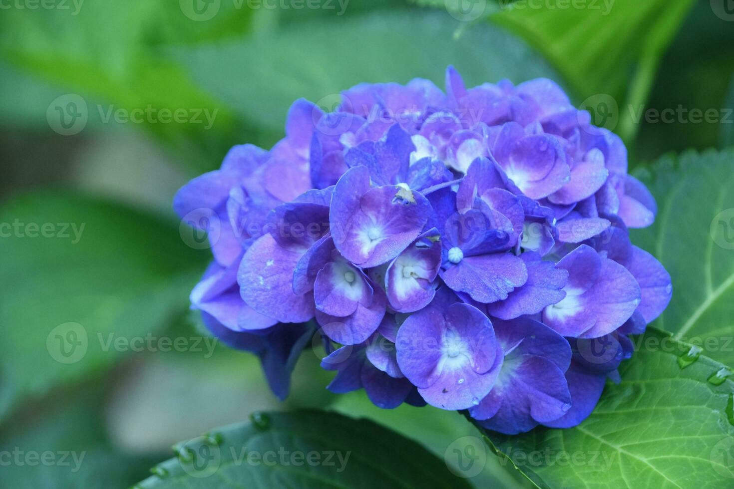 Very Pretty Blooming Purple Hydrangea Blossom Flowering photo