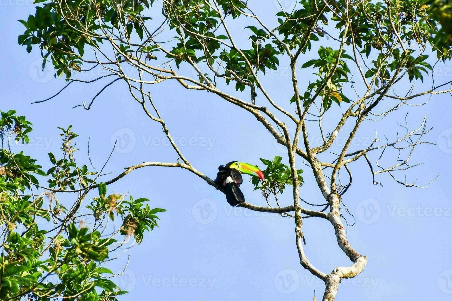 tucán en el árbol foto