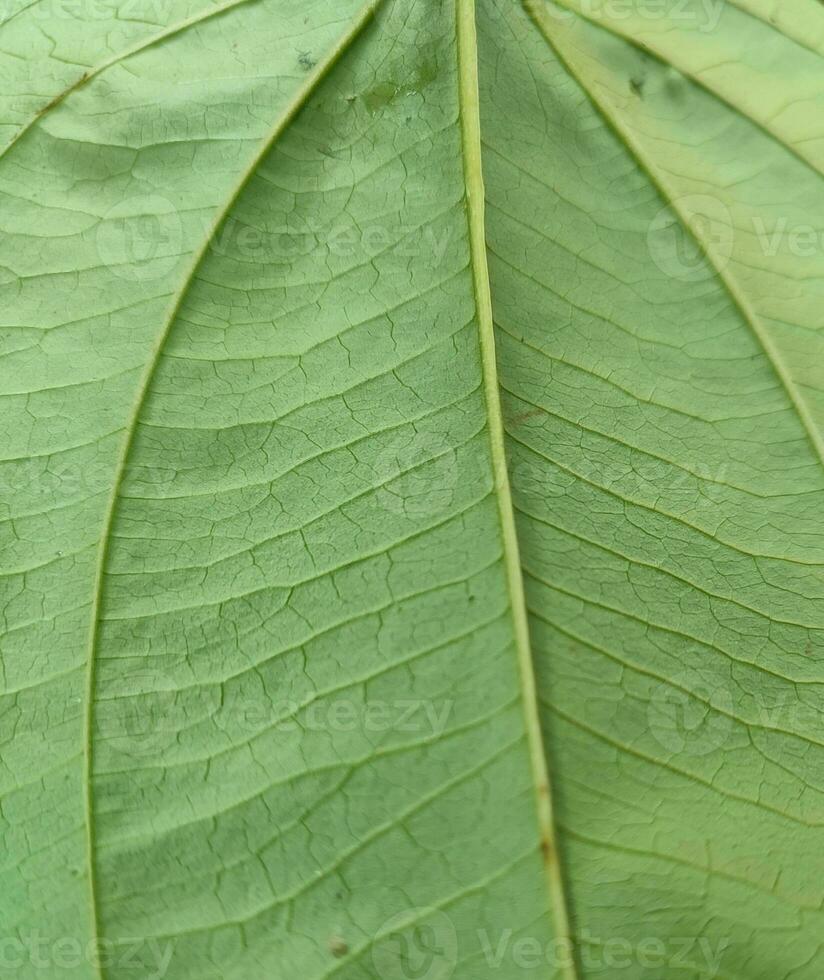 texture, pattern, veins of wild leaves in the forest photo