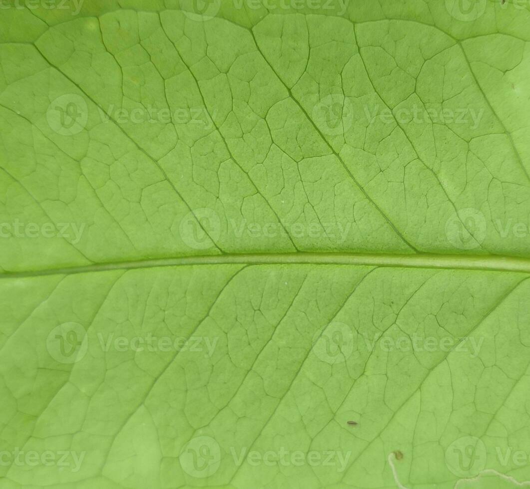 texture, pattern, veins of wild leaves in the forest photo