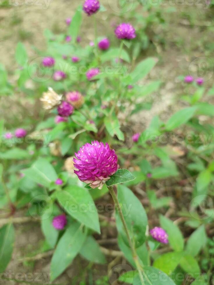 wild plants in the forest photo