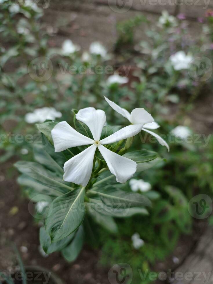Madagascar Periwinkle flowers and plants in the garden photo