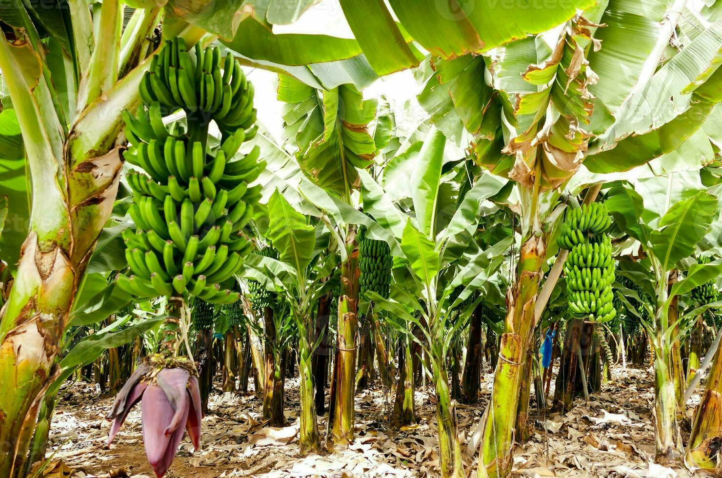 A banana plantation photo