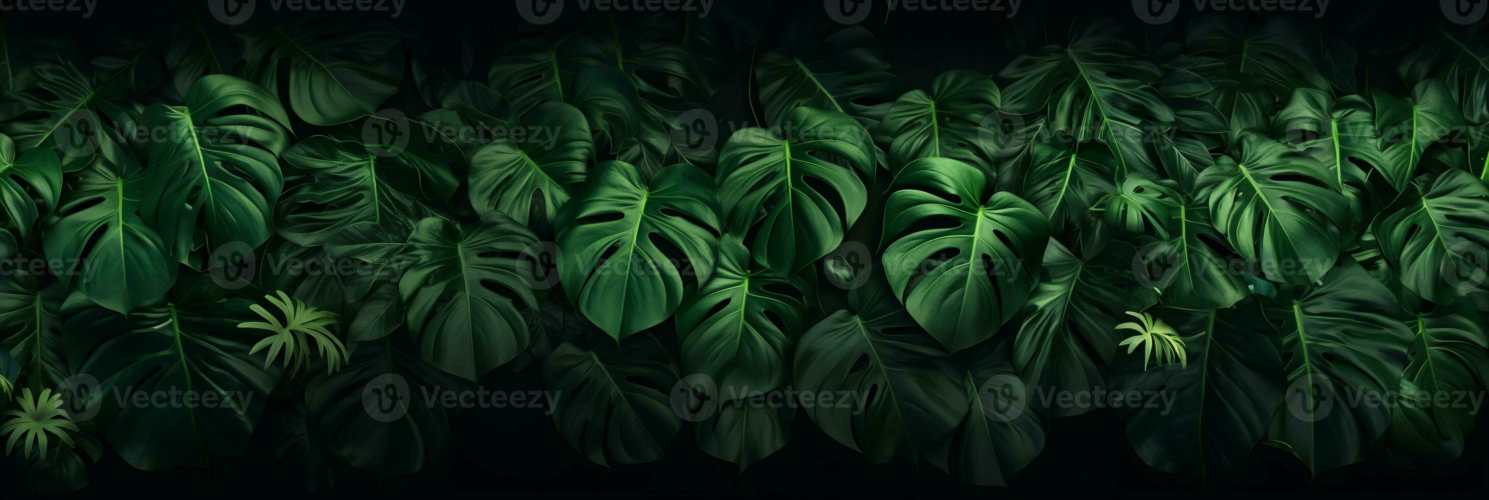 Lush green monstera leaves background, Tropical foliage in nature. Generative ai. photo