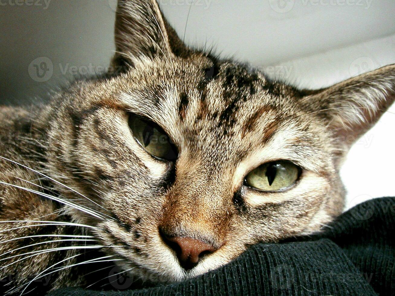 elegante smoking gato retrato foto