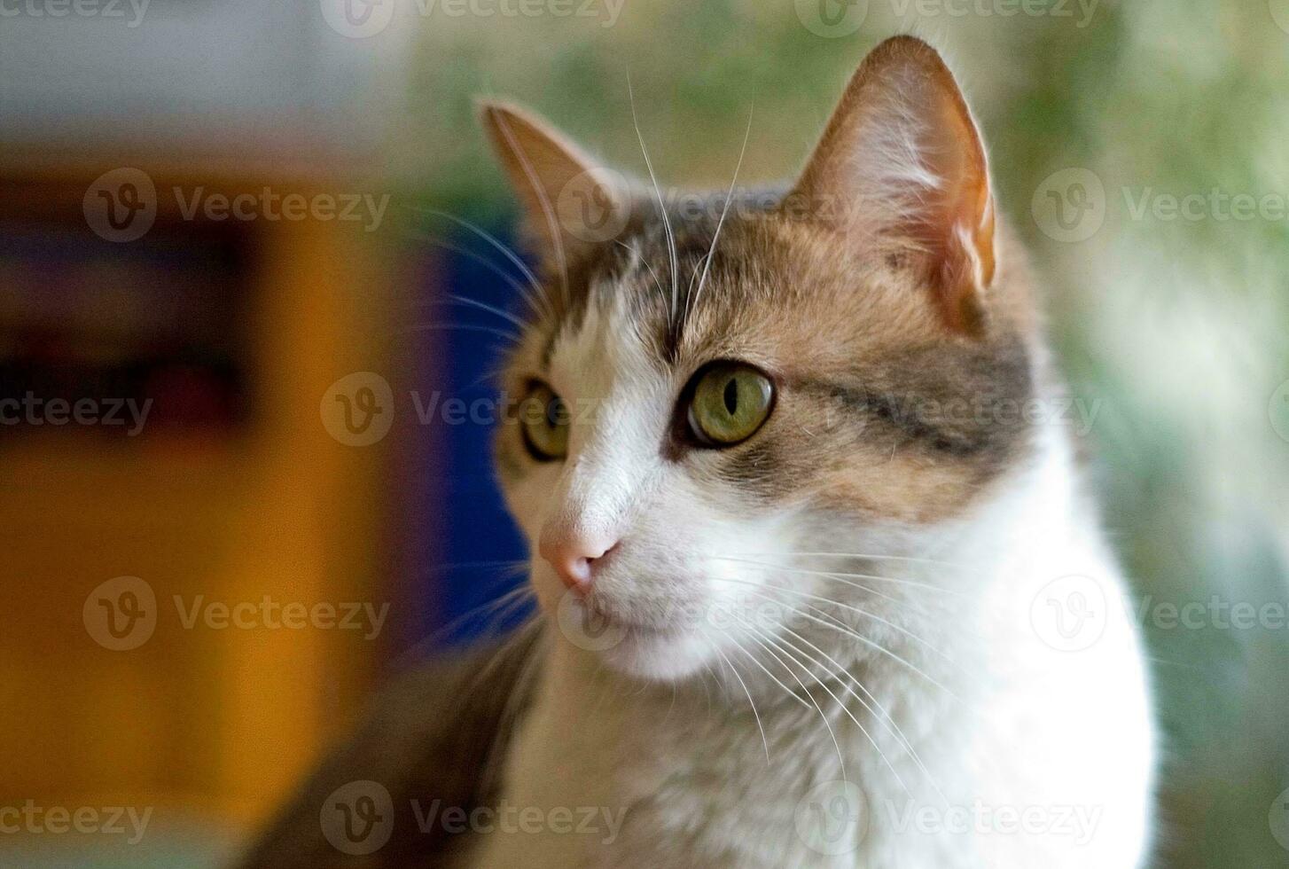 Enchanting Grey and White Kitty with Green Eyes photo