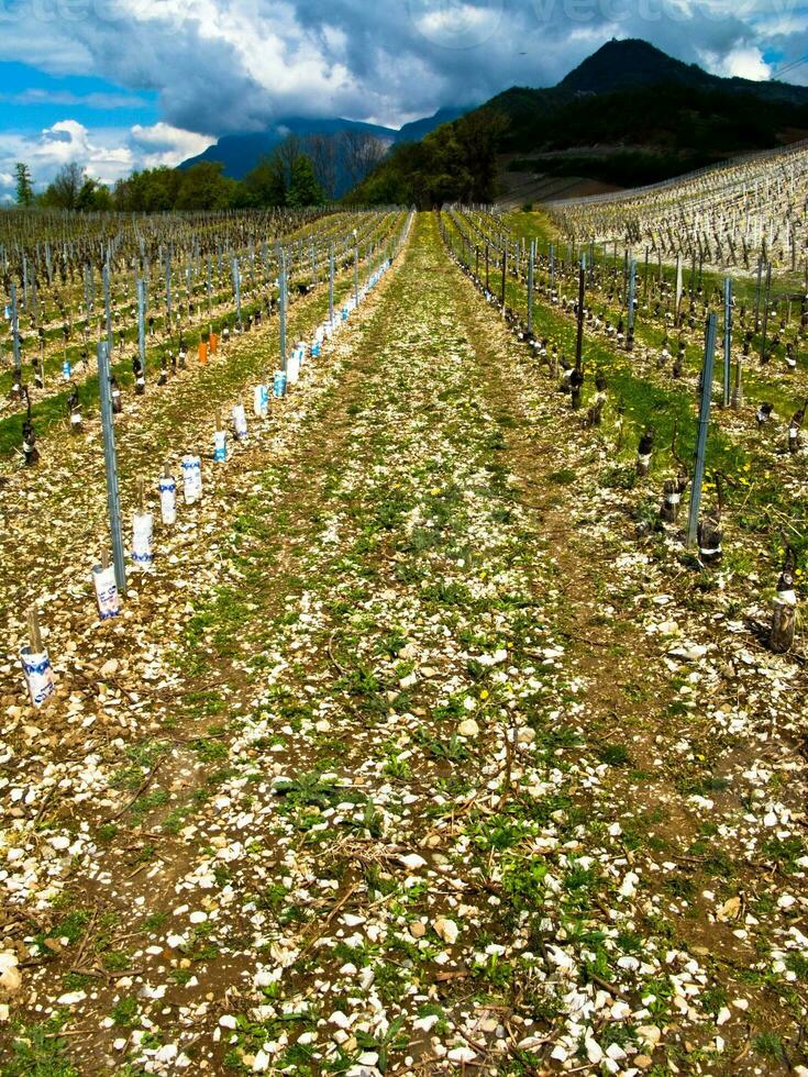 Verdant Vineyards of Chignin, Savoie, France photo