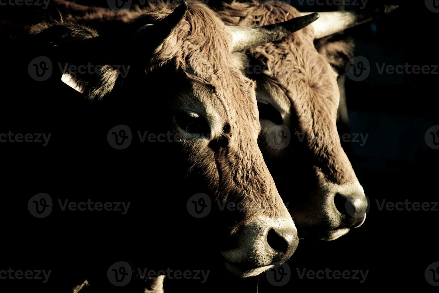 saboya vacas en claroscuro encantador granja animal retratos foto