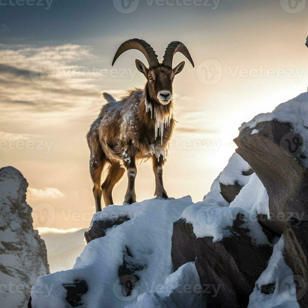Majestic Ibex Climbing in Stunning Light. Generative AI. photo