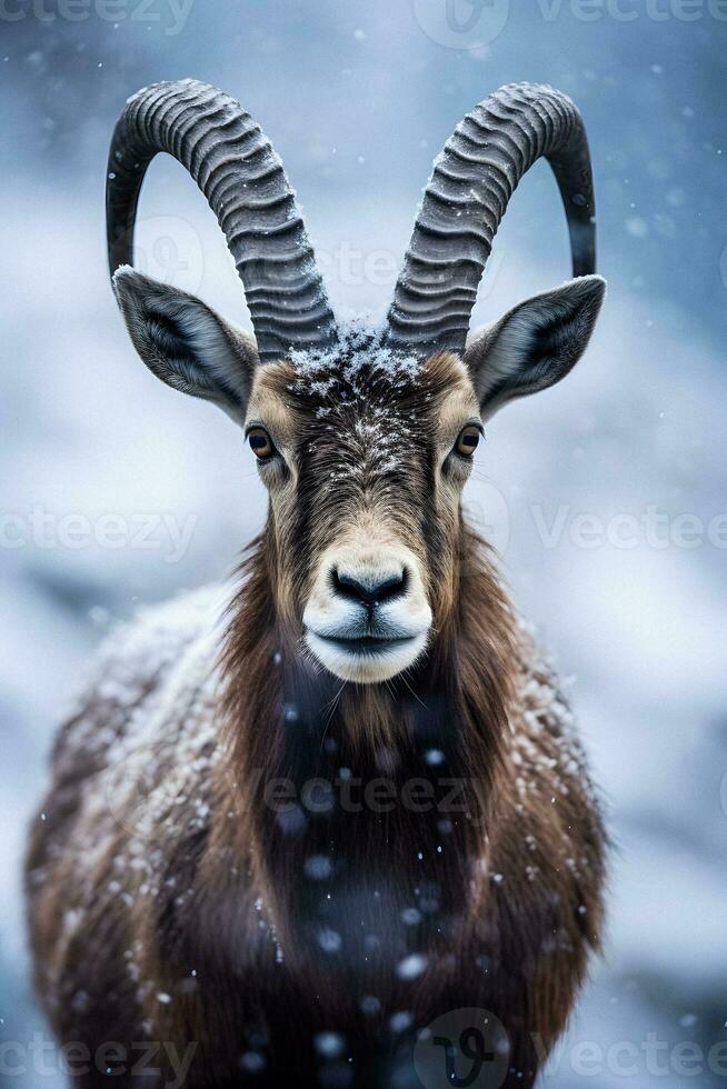 Close-Up Portrait of an Ibex in Winter with Bokeh, Generative AI photo