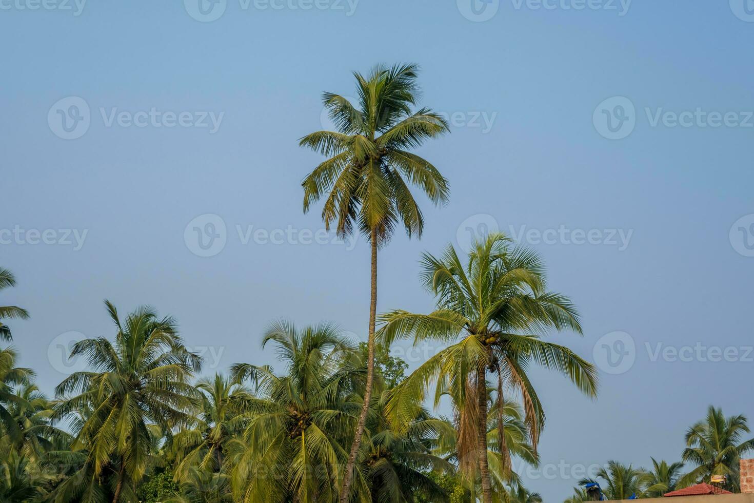 coconut trees palms against the blue sky of India photo