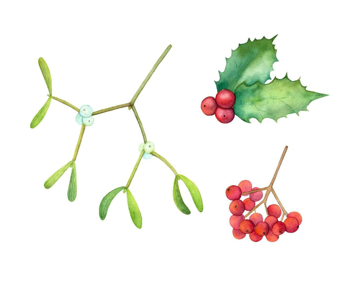 Hand drawn watercolor mistletoe, holly plant and rowan. Vector isolated watercolor mistletoe, holly and rowanberry.