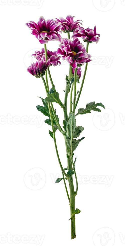 Bunch of wild flowers isolated on white background photo