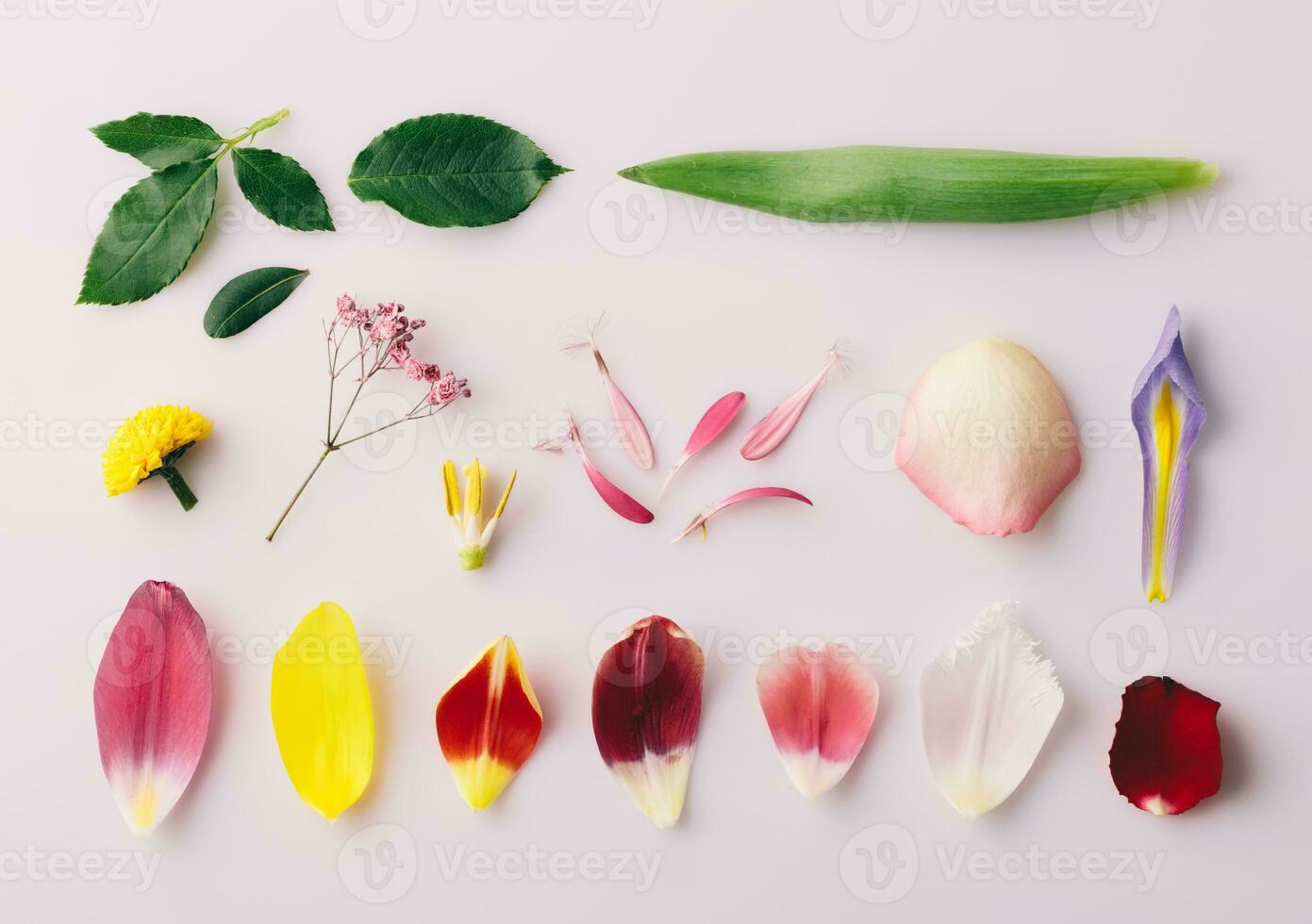 Parts of flower - petals and leaves floral collection. View from above, flat lay photo