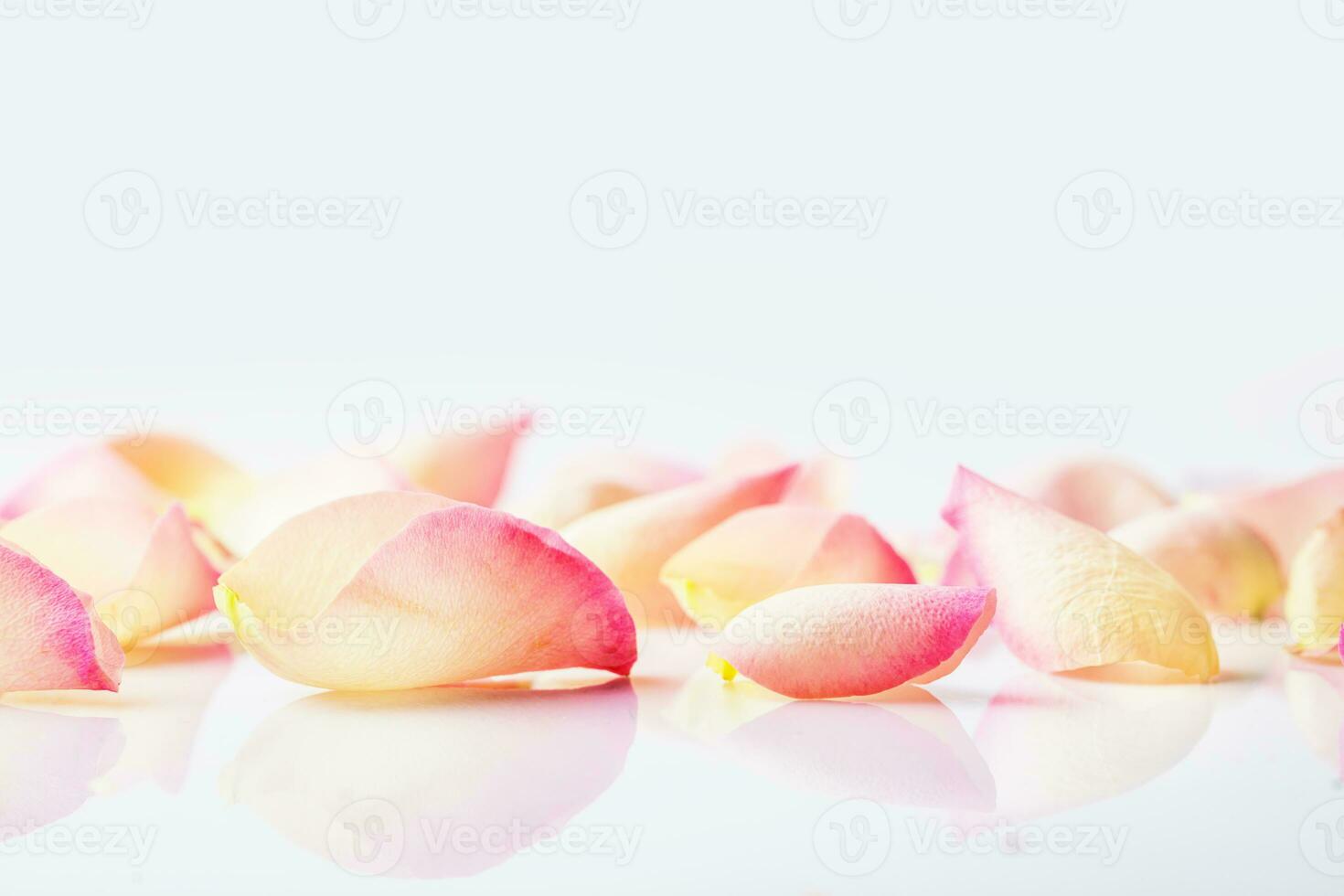 Flower petals close-up on white background with copy-space. photo