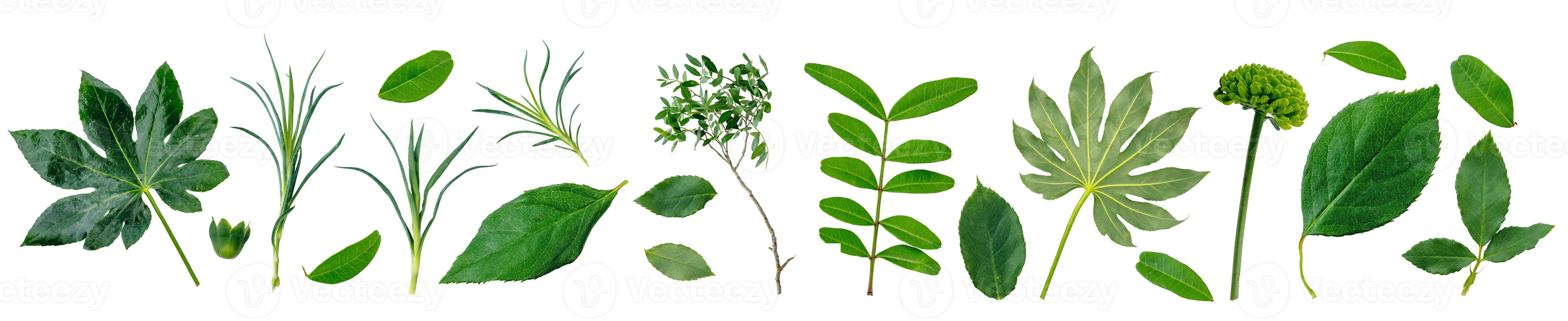 Green leaves plants and foliage elements collection, set isolated on transparent white background photo