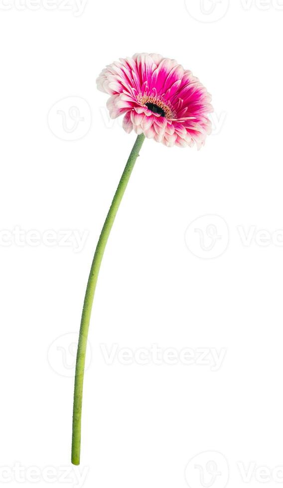 gerbera margarita flor aislado en blanco antecedentes foto