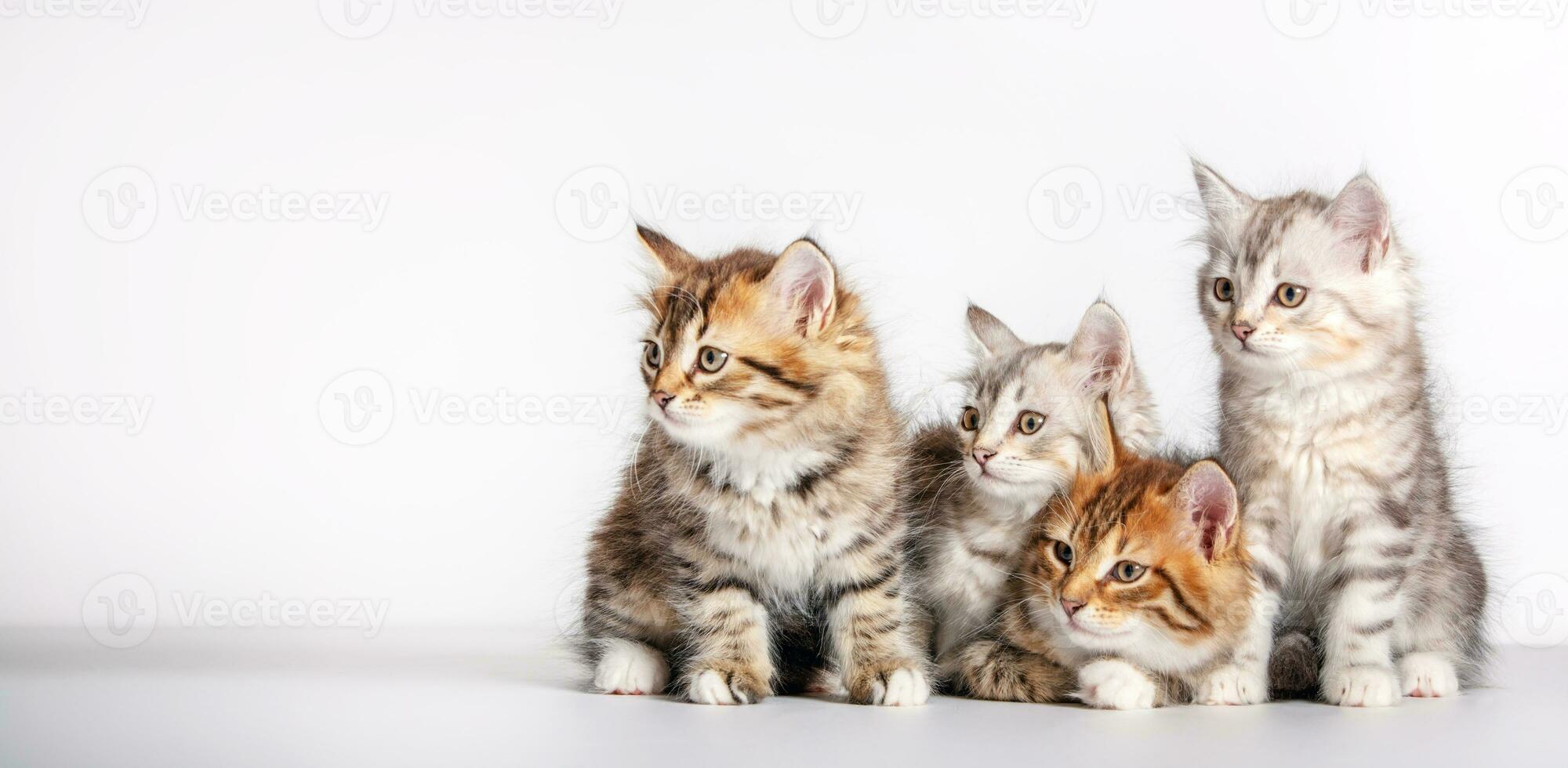 Cute kittens Siberian cat breed looking to copy space on white photo