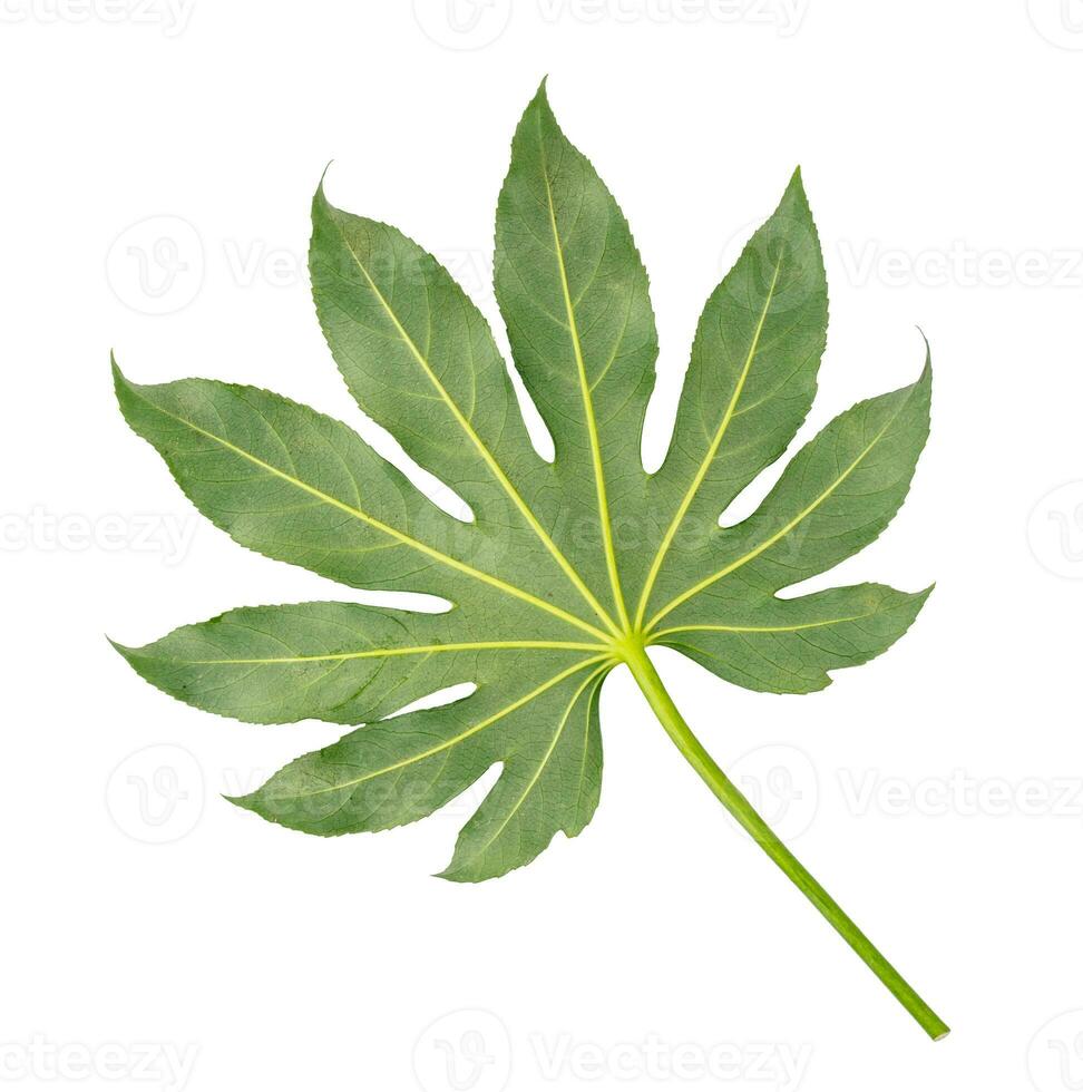 Green leaf isolated on white background photo