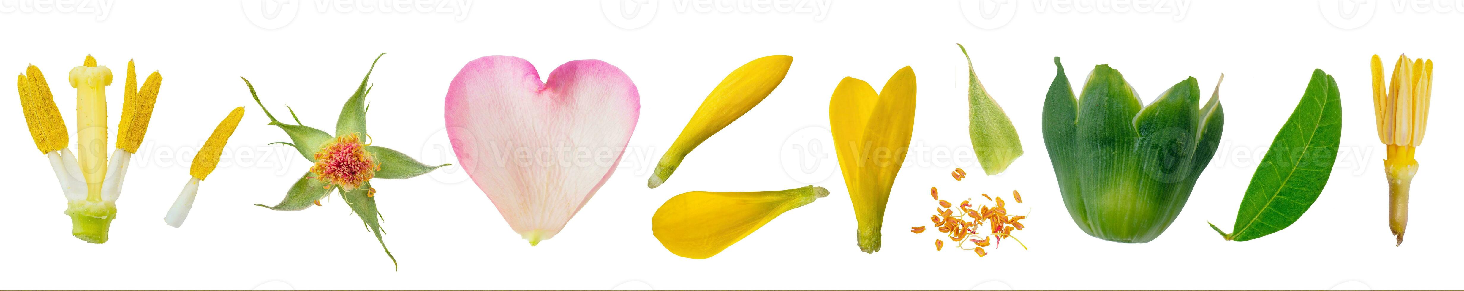 Parts of flower close-up macro collection, set isolated on transparent white background photo