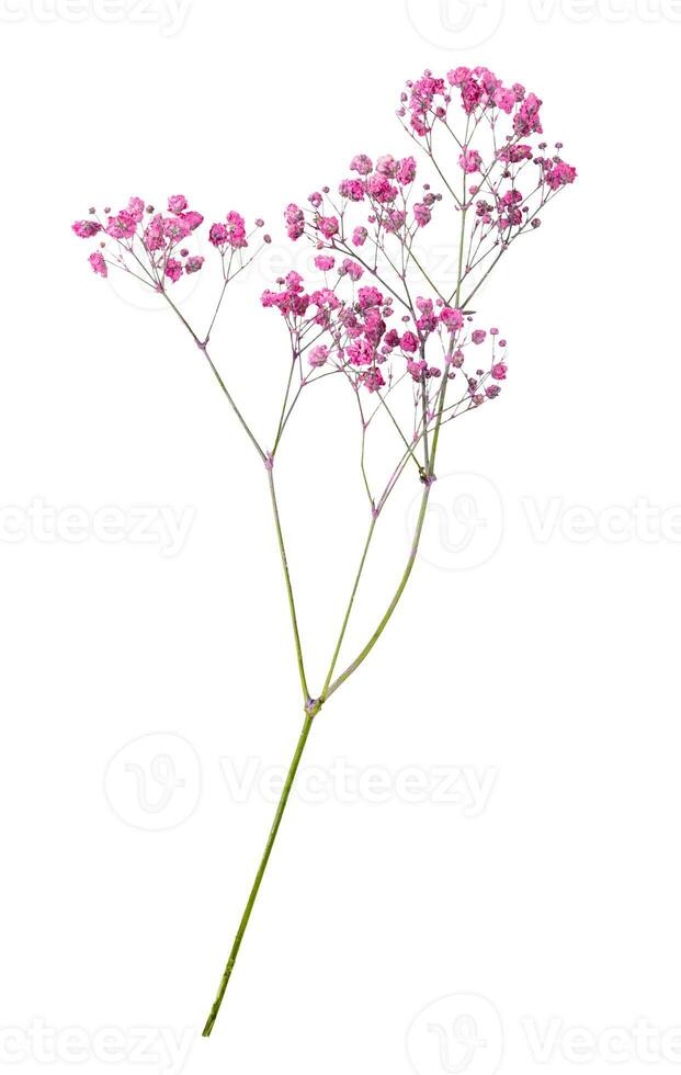 Bunch of wild flowers isolated on white background photo