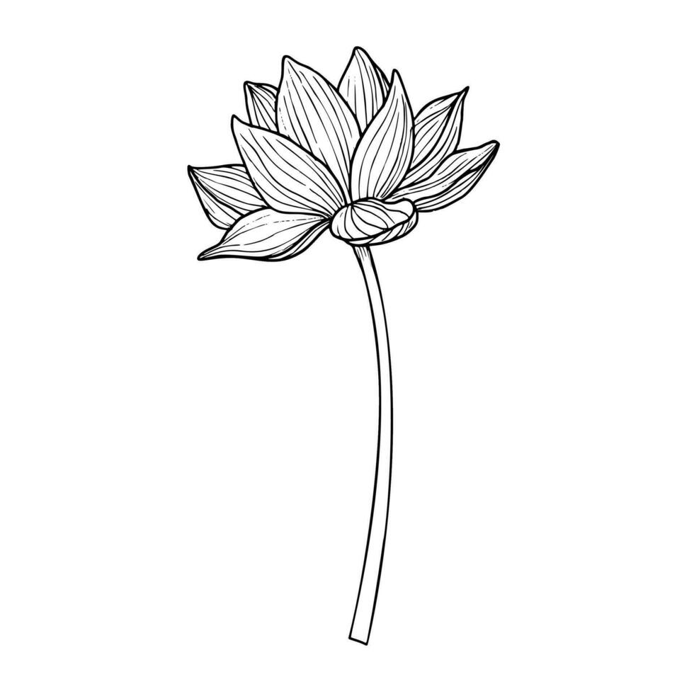 Lotus flower in line art style. Hand drawn vector illustration of asian water lily in black and white colors for spa or Zen design. Drawing of floral tattoo painted by inks. Symbol of purity