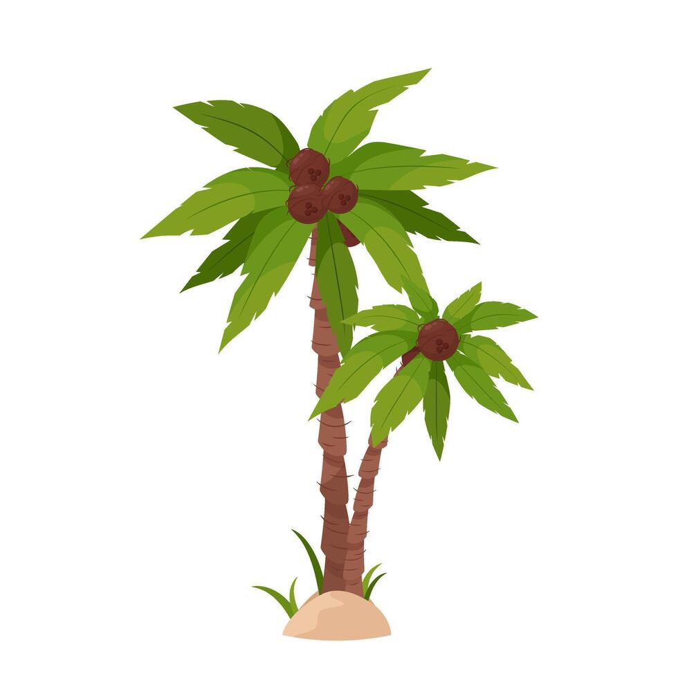 Two palm trees with green leaves and coconuts on a white background. vector