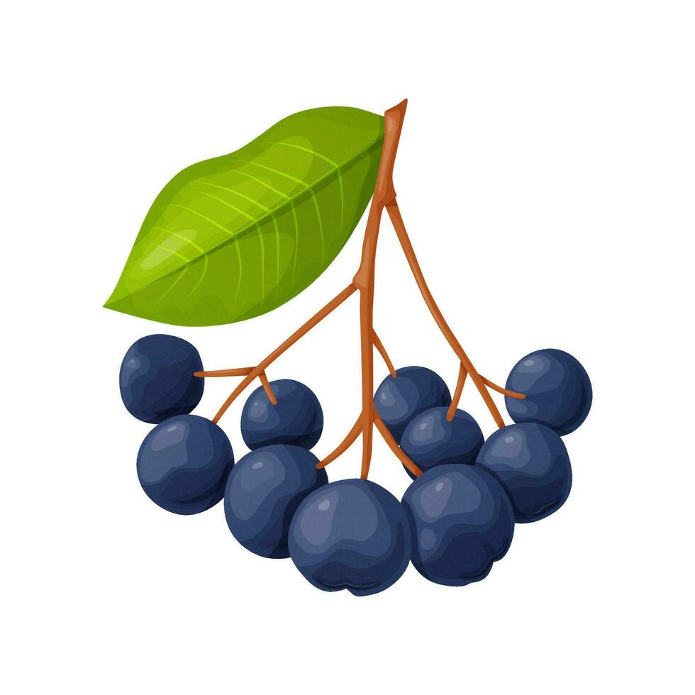 Blue chokeberry berry in cartoon style. Plant food products. vector