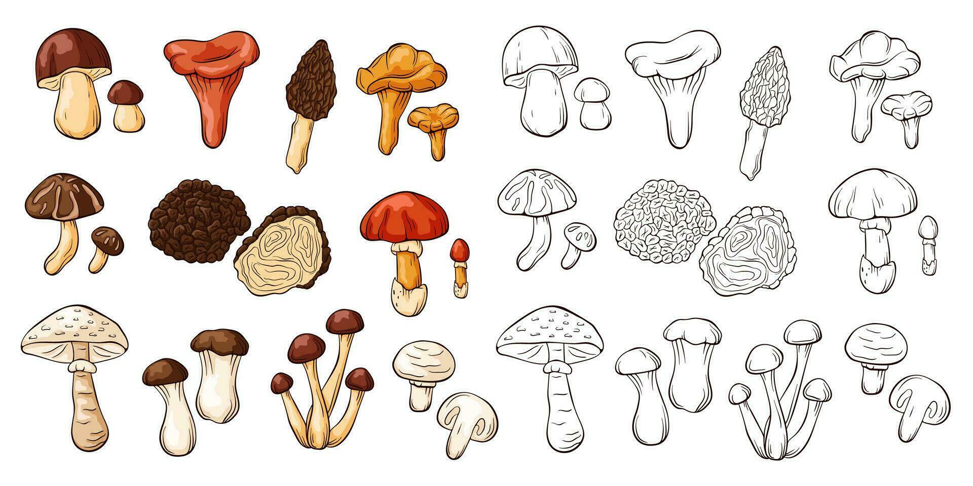 Edible mushrooms collection in line art and cartoon style. Hand drawn food drawings. Forest plants sketches. Perfect for recipe, menu, label, icon, packaging. Vector illustration isolated.