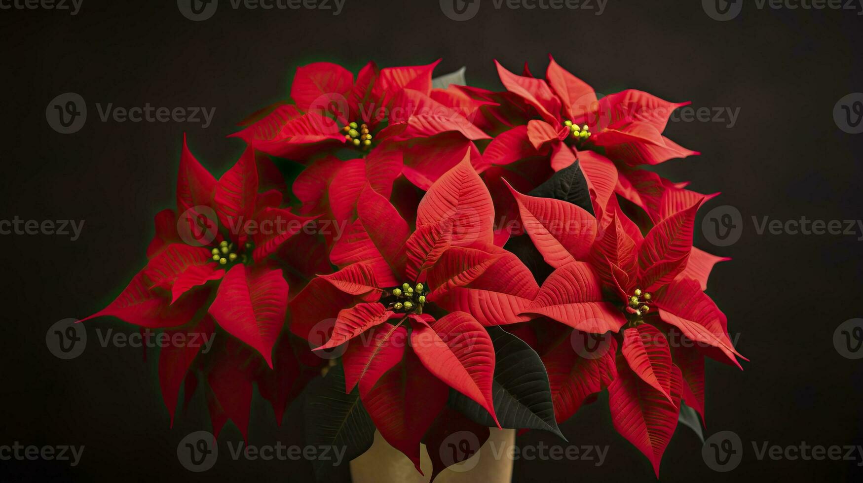 photo of Poinsettia Christmas lights, AI Generated.