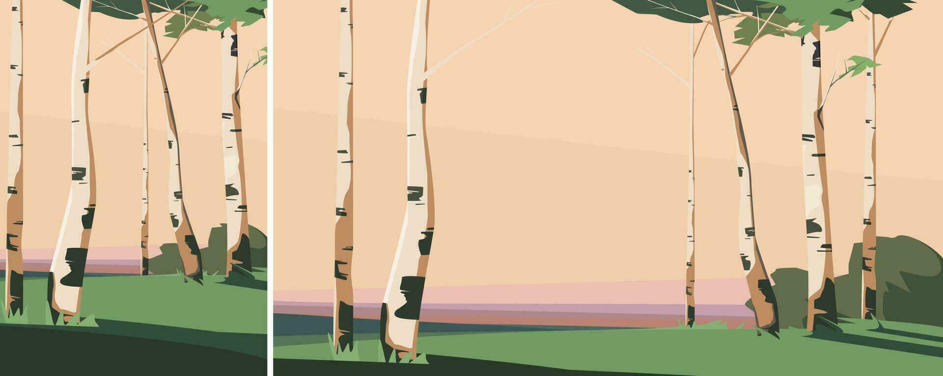 Birches at sunset. vector