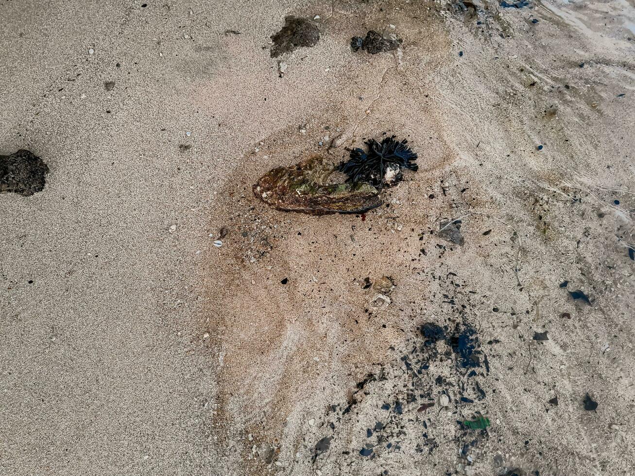 lleno marco Disparo de hermosa playa arena en el verano Dom. foto