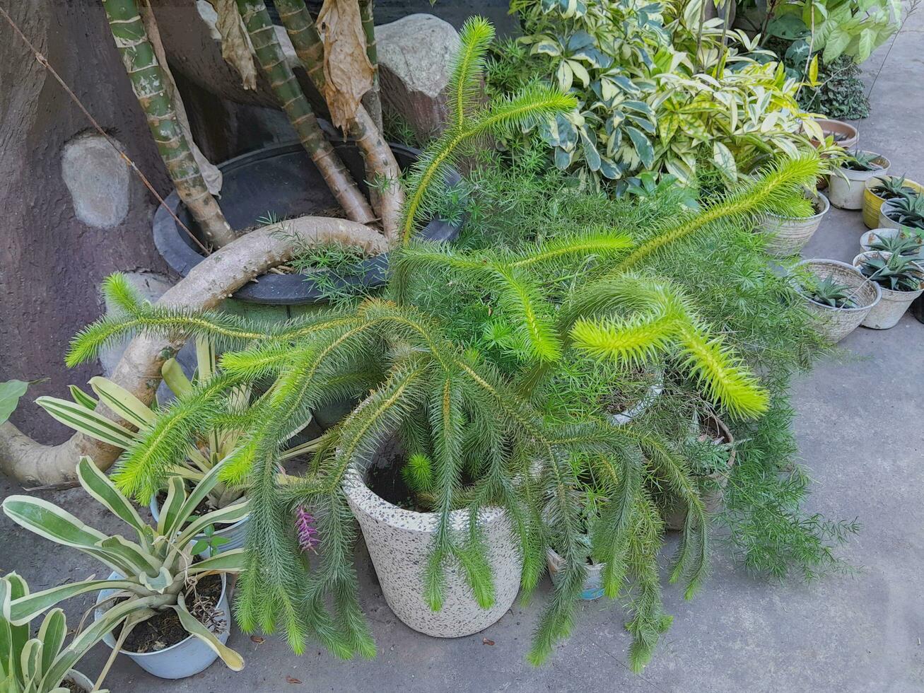 Flower plants in the garden photo