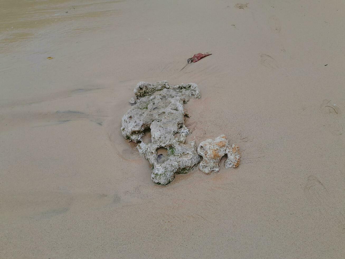 Coral stone on the shore at East Java beach photo