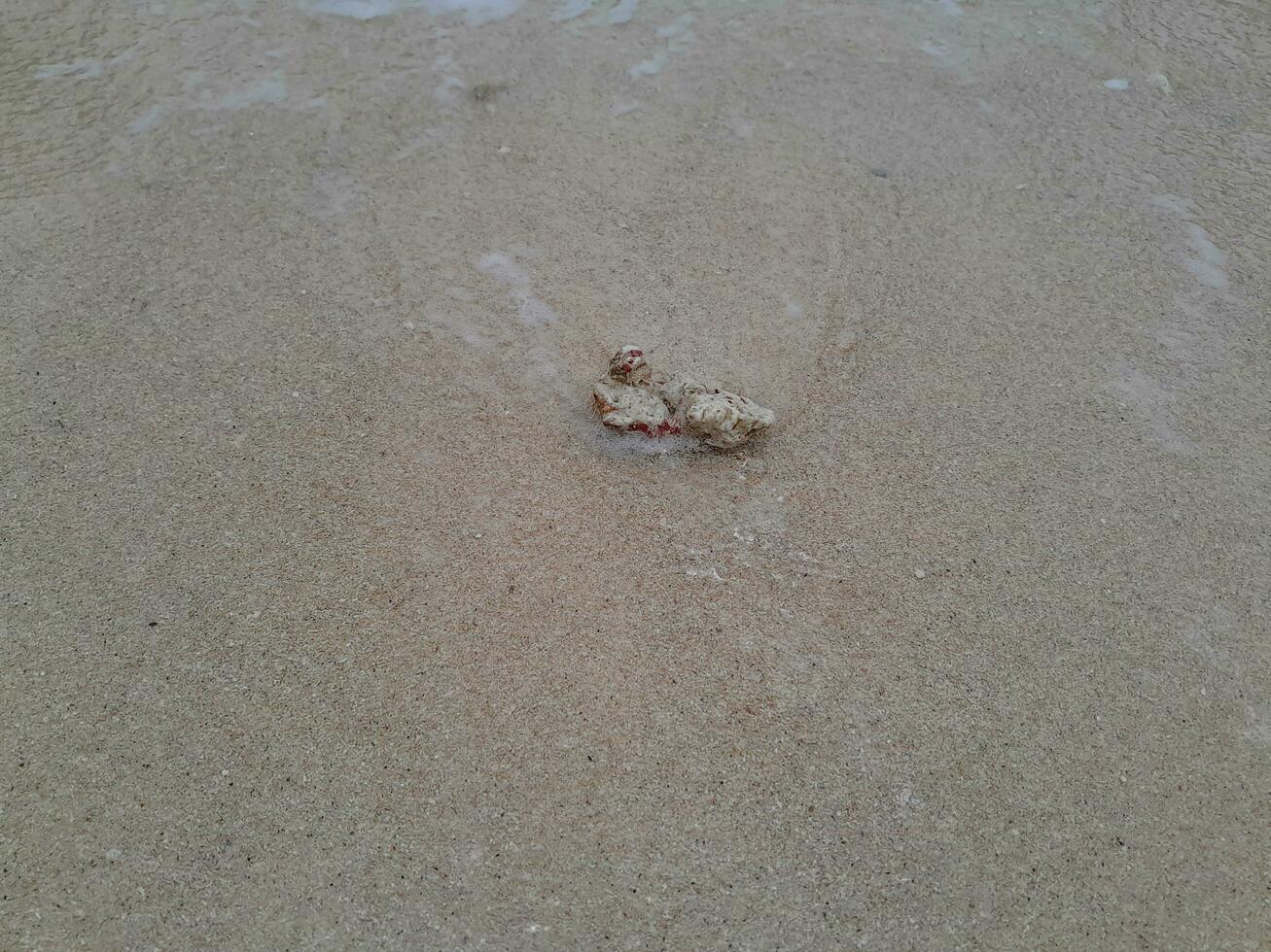 Coral stone on the shore at East Java beach photo